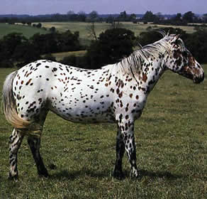 Appaloosa