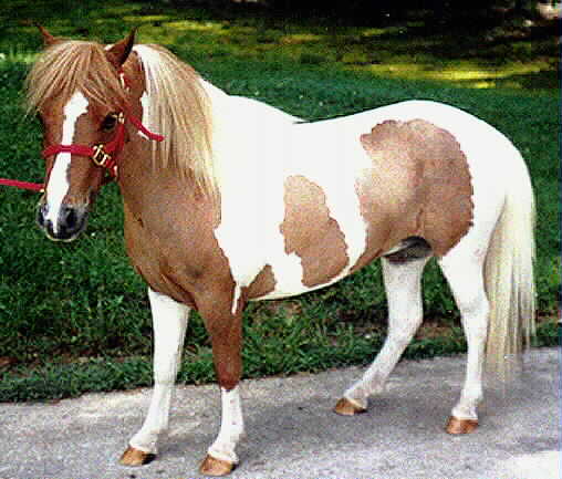 Shetlandský pony