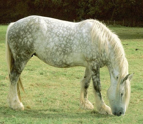 Percheron