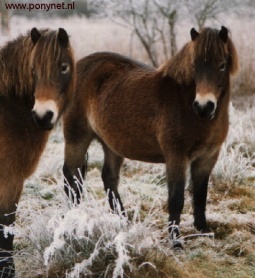 Exmoorský pony