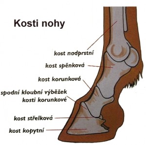 Popis kosti