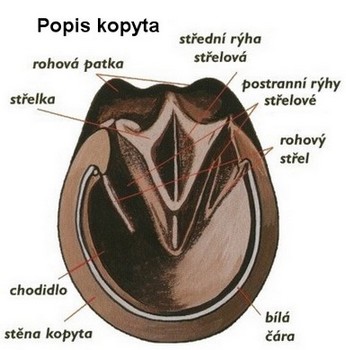 popis kopyta